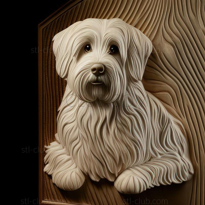 st Coton de tulear dog